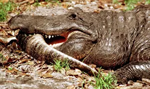 Mississippiensis: American Alligator Eating Younger Gator