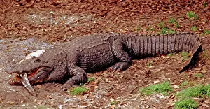 Mississippiensis: American Alligator Eating Younger Gator