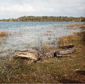 Alligators: AMERICAN ALLIGATOR - At edge of river
