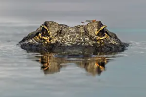 Level: American alligator from eye level with water, Myakka
