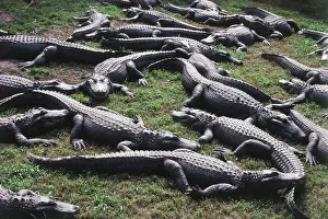Gator: American Alligator Farm