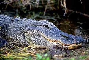 Found: American alligator found throughout Florida