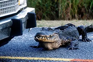 Found: American alligator found throughout Florida