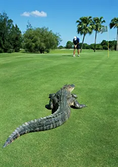 Golf: American ALLIGATOR - On golf course