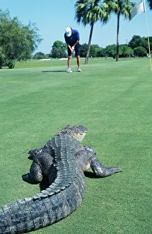 Encroachment: American ALLIGATOR - On golf course