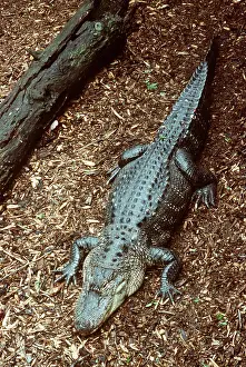 Alligators: AMERICAN ALLIGATOR - ON GROUND