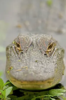 Appearing: American Alligator - head appearing above water