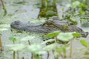 Appearing: American Alligator - head appearing above water