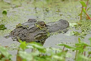 Appearing: American Alligator - head appearing above water