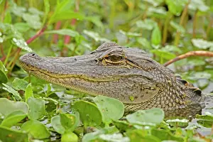 Appearing: American Alligator - head appearing above water