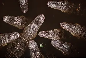 Alligators: AMERICAN ALLIGATOR - heads in water