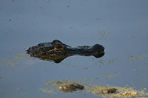 Alligators: American alligator in Jean Lafitte NP