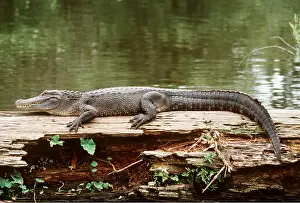 Alligators: AMERICAN ALLIGATOR - on log, by water