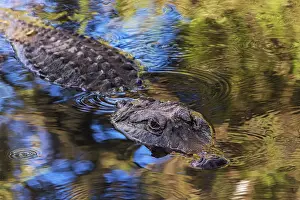 Danger: American alligator. Merritt Island National Wildlife Refuge
