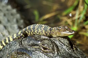 American ALLIGATOR - mother with young
