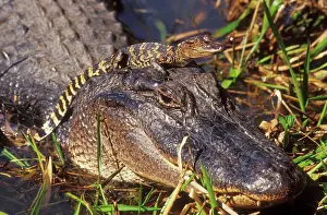Alligators: American Alligator - mother with young