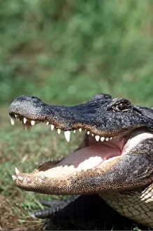 Mouths: AMERICAN ALLIGATOR - mouth open