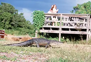 Alligators: AMERICAN ALLIGATOR & PEOPLE