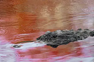 Southern Usa: American alligator in red maple tree reflection in spring