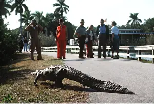 Alligators: AMERICAN ALLIGATOR - on road with people