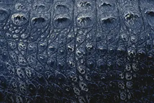 Covering: American Alligator Skin