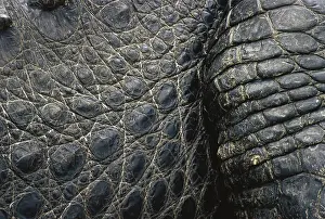 Covering: American Alligator Skin