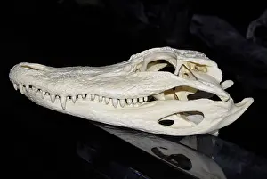 Reptilian: American Alligator skull