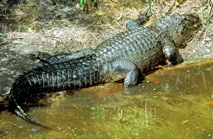 Bask: American Alligator sunning