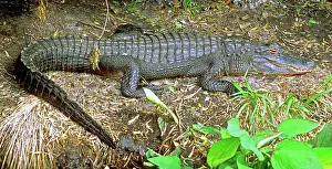 Bask: American Alligator sunning