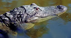 Pike: American Alligator swimming