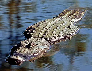 Pike: American Alligator swimming