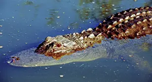 Pike: American Alligator swimming