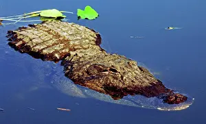 Pike: American Alligator swimming