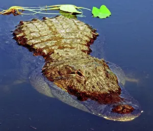 Pike: American Alligator swimming