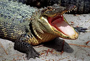 Gaping: American Alligator threat display