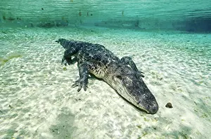 Mississippiensis: American alligator underwater