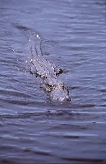 Alligators: American Alligator - in water, on surface