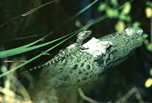 Alligators: AMERICAN ALLIGATOR - with young on back
