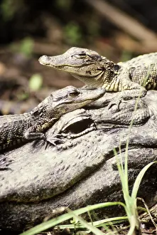 Protects: American Alligators