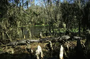 Crocodilians: American Alligators