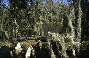 Crocodilians: American Alligators