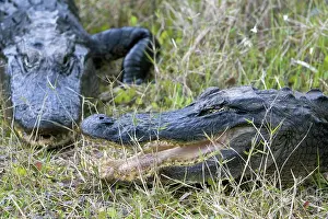 Alligatoridae: American Alligators