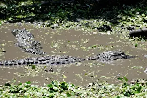 Corkscrew: American Alligators