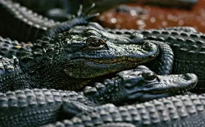 Alligators: American Alligators