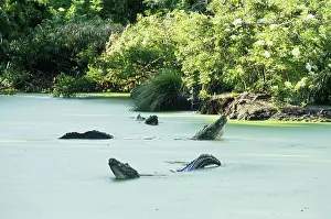 Alligators: American alligators bellowing
