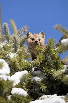 271221: American american marten (Martes americana) adult