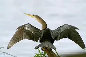 Anhinga: American Anhinga