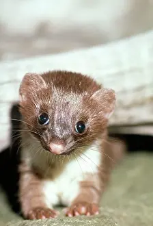 Weasels: American / Arctic / Long tailed Weasel