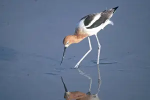 Recurvirostridae: American Avocet