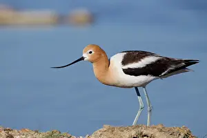 Avocets: American Avocet - in breeding plumage